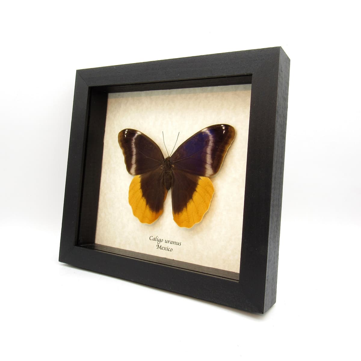 Rare purple Giant Owl butterfly framed taxidermy - Caligo uranus