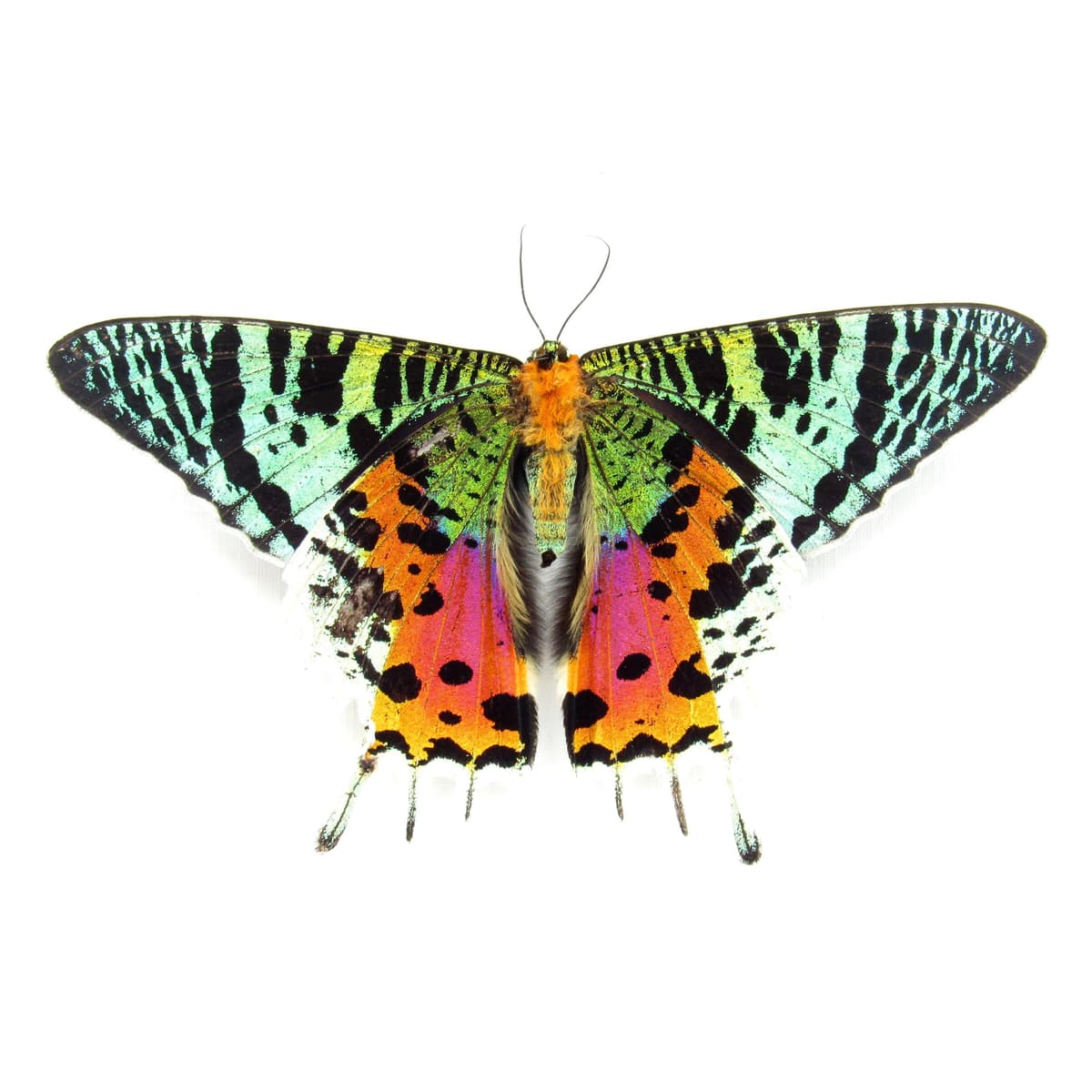 Real large female Rainbow Sunset moth framed - Urania ripheus - Victorian mount