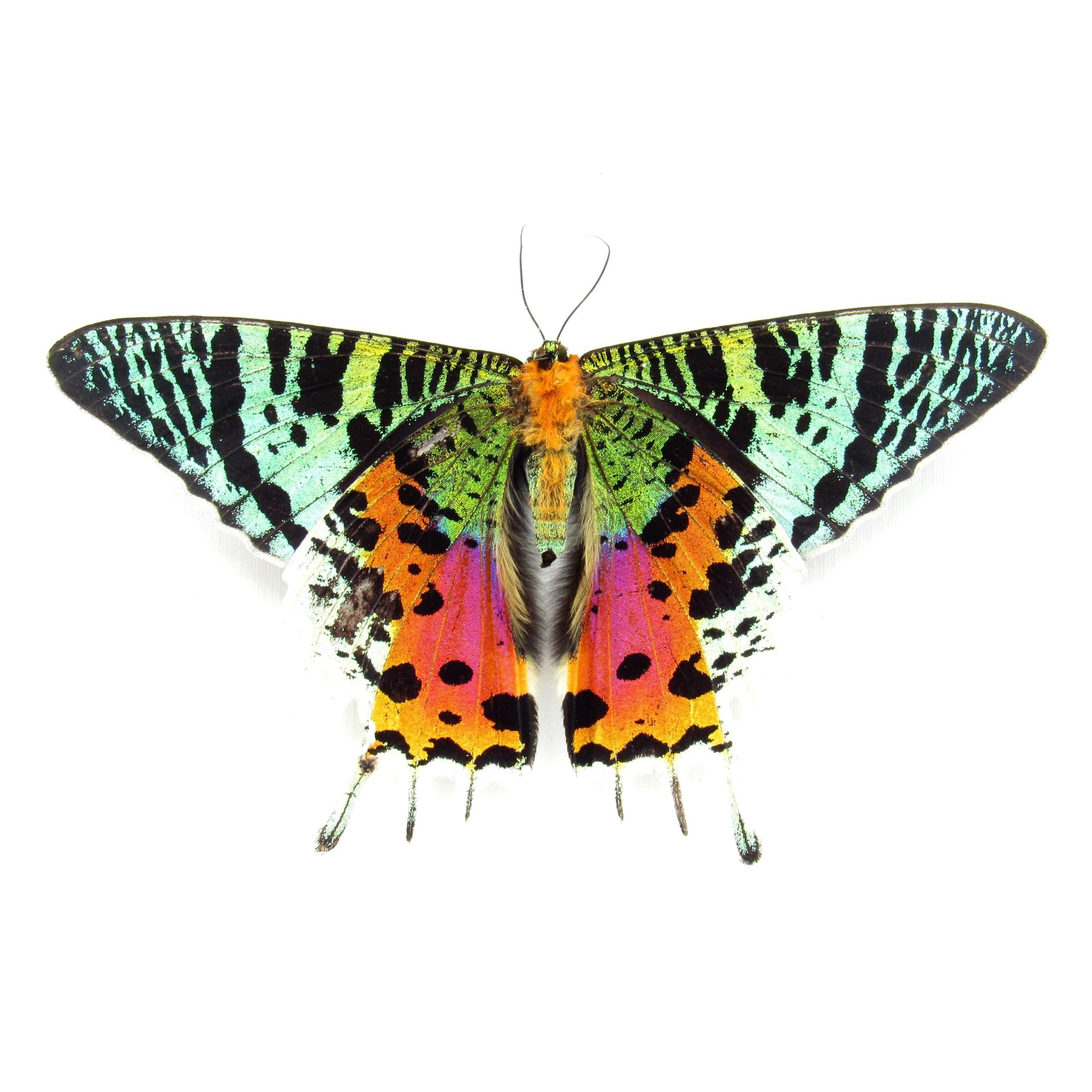 Real large female Rainbow Sunset moth framed - Urania ripheus - Victorian mount