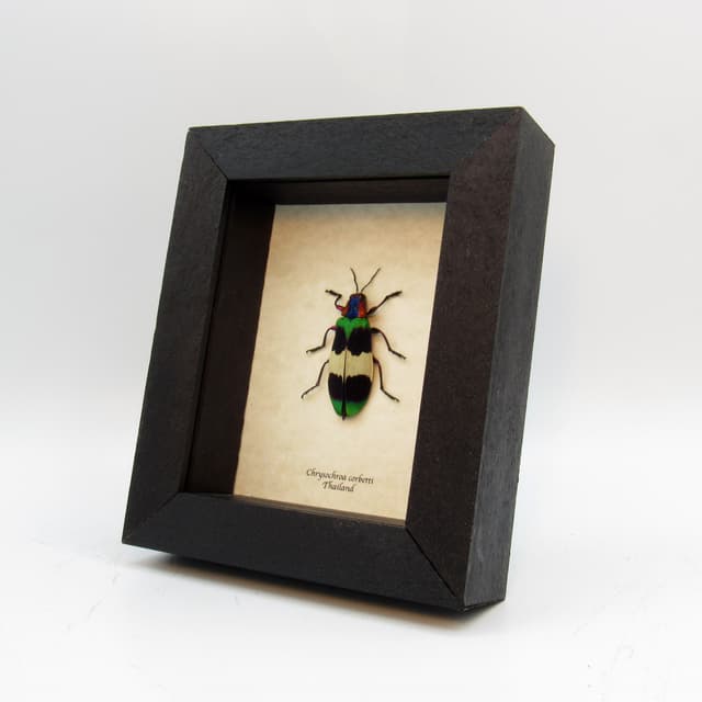 Rare Glittering Jewel beetle framed taxidermy - Chrysochroa corbetti