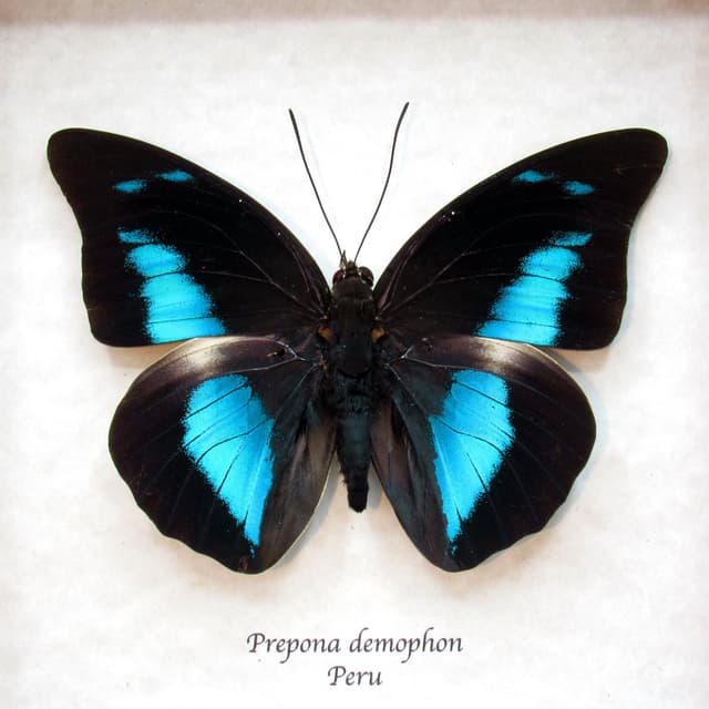 Real framed taxidermy butterfly - Prepona demophon