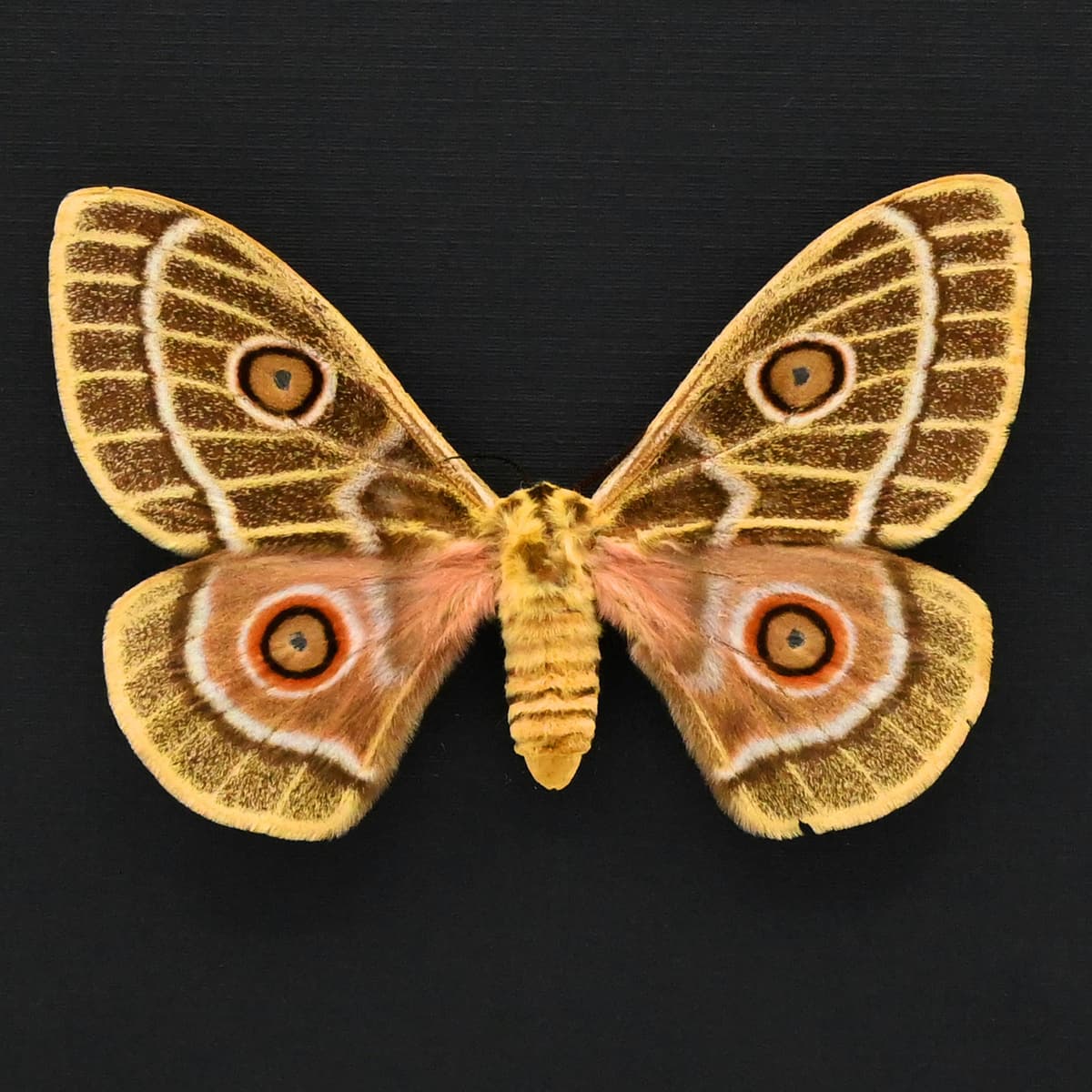 World rarity real yellow Saturn moth framed taxidermy - Bunaeopsis obie rothschildi - female