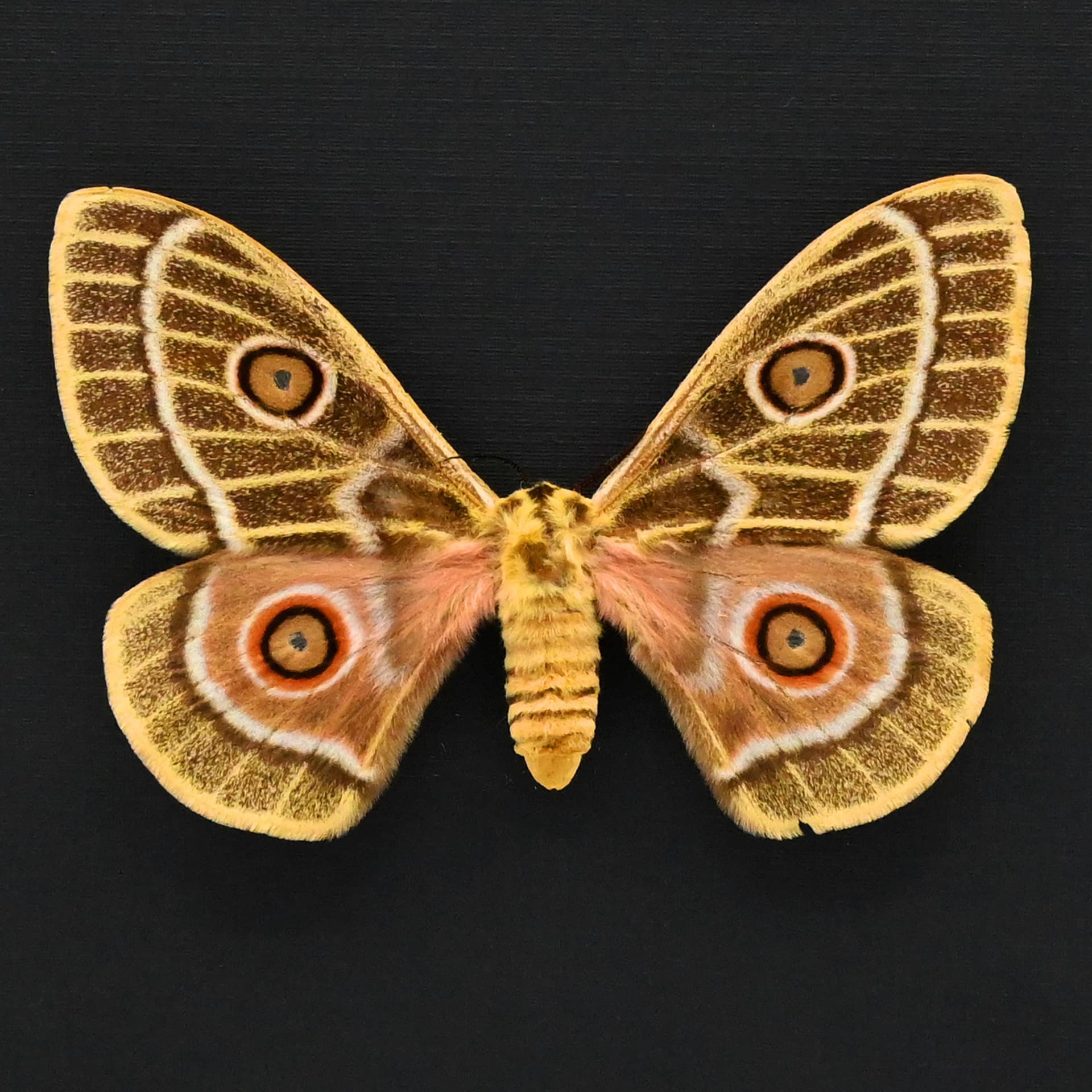 World rarity real yellow Saturn moth framed taxidermy - Bunaeopsis obie rothschildi - female