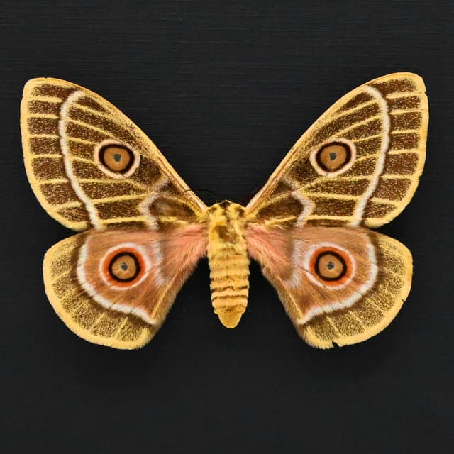 World rarity real yellow Saturn moth framed taxidermy - Bunaeopsis obie rothschildi - female