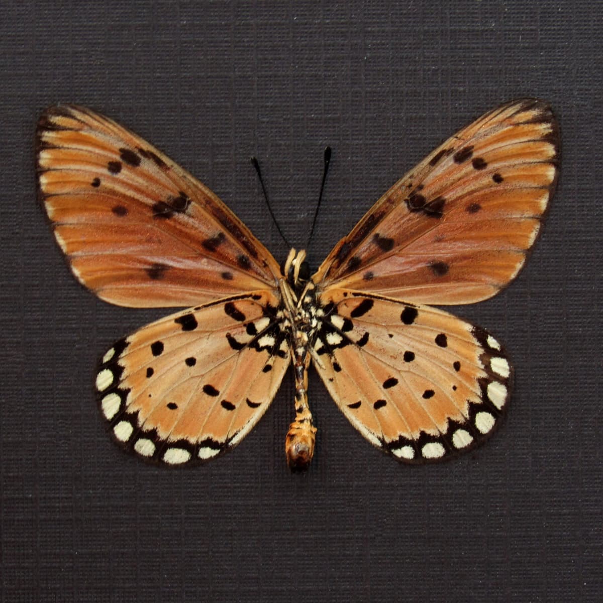 Real Tawny Coster butterfly framed taxidermy - Acraea terpsicore