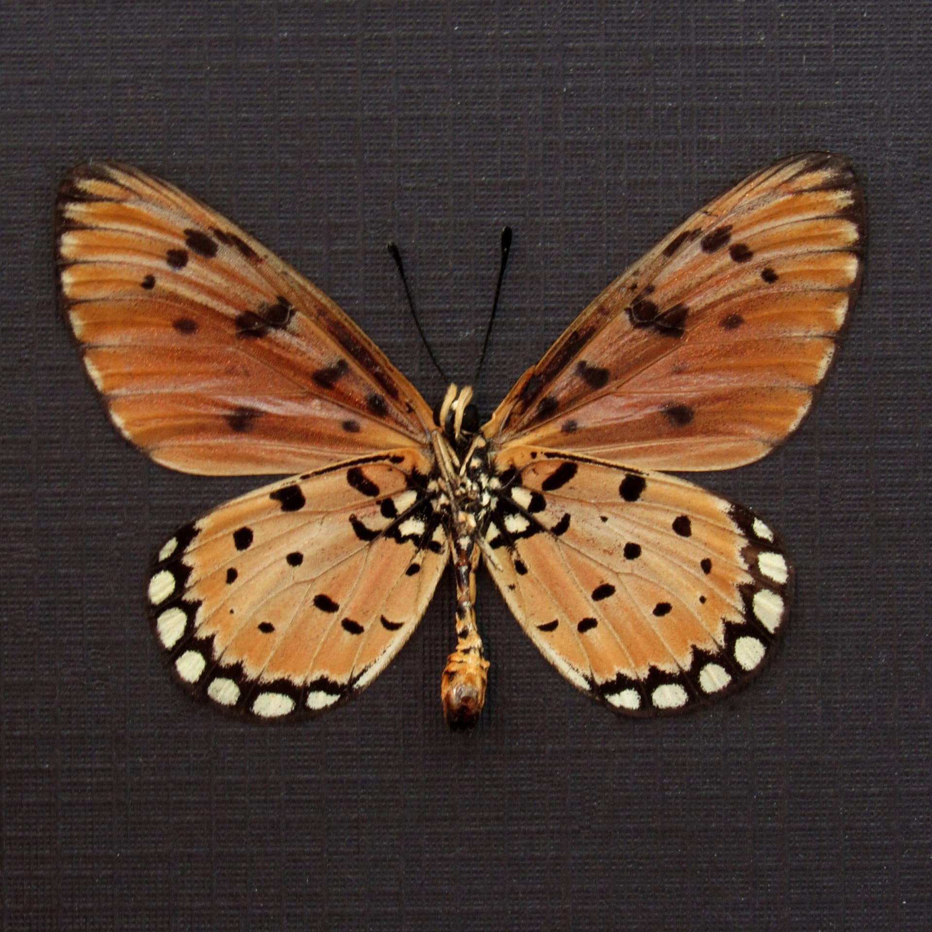 Real Tawny Coster butterfly framed taxidermy - Acraea terpsicore