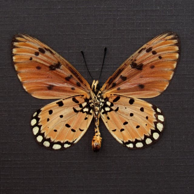Real Tawny Coster butterfly framed taxidermy - Acraea terpsicore
