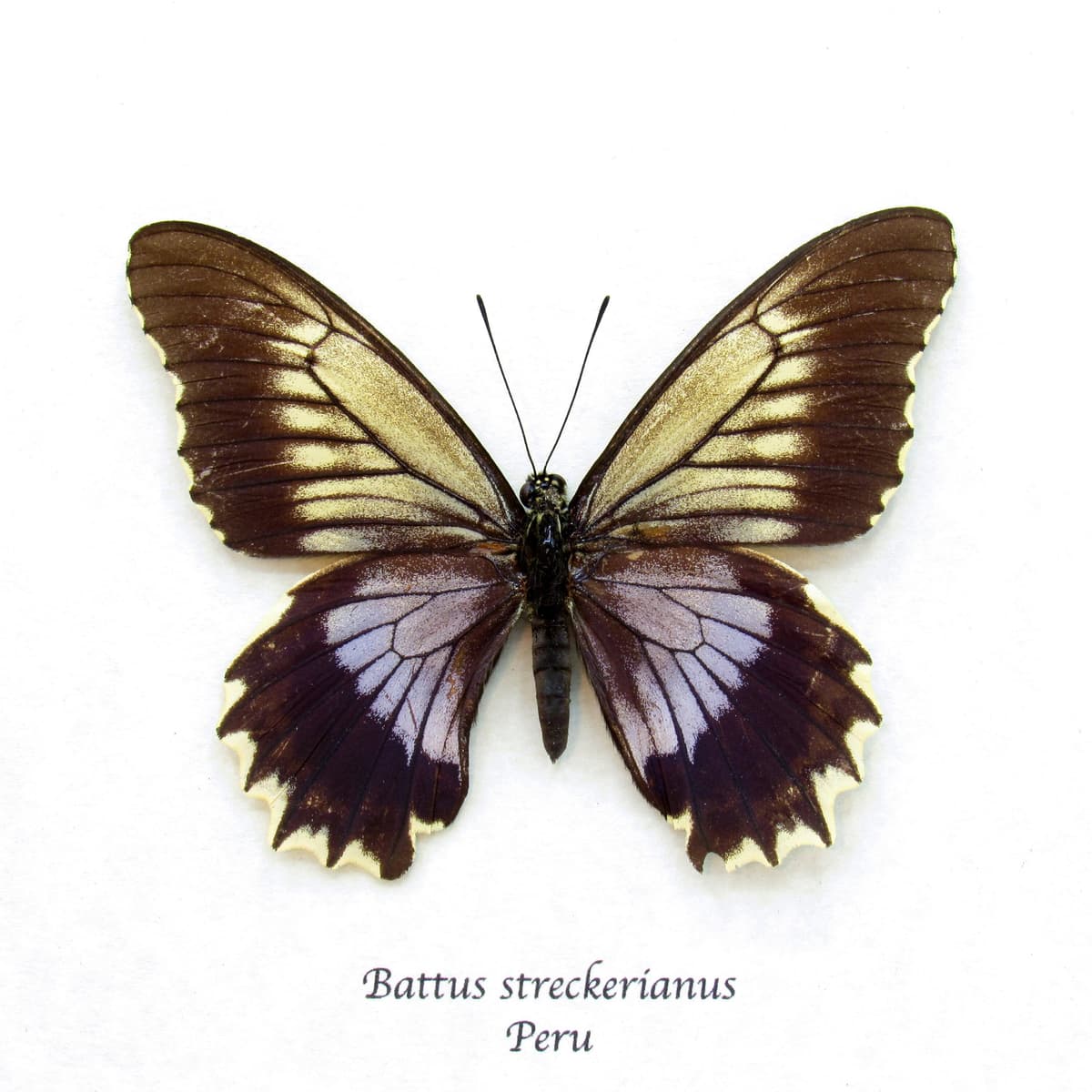 Real Swallowtail butterfly framed taxidermy - Battus streckerianus - female