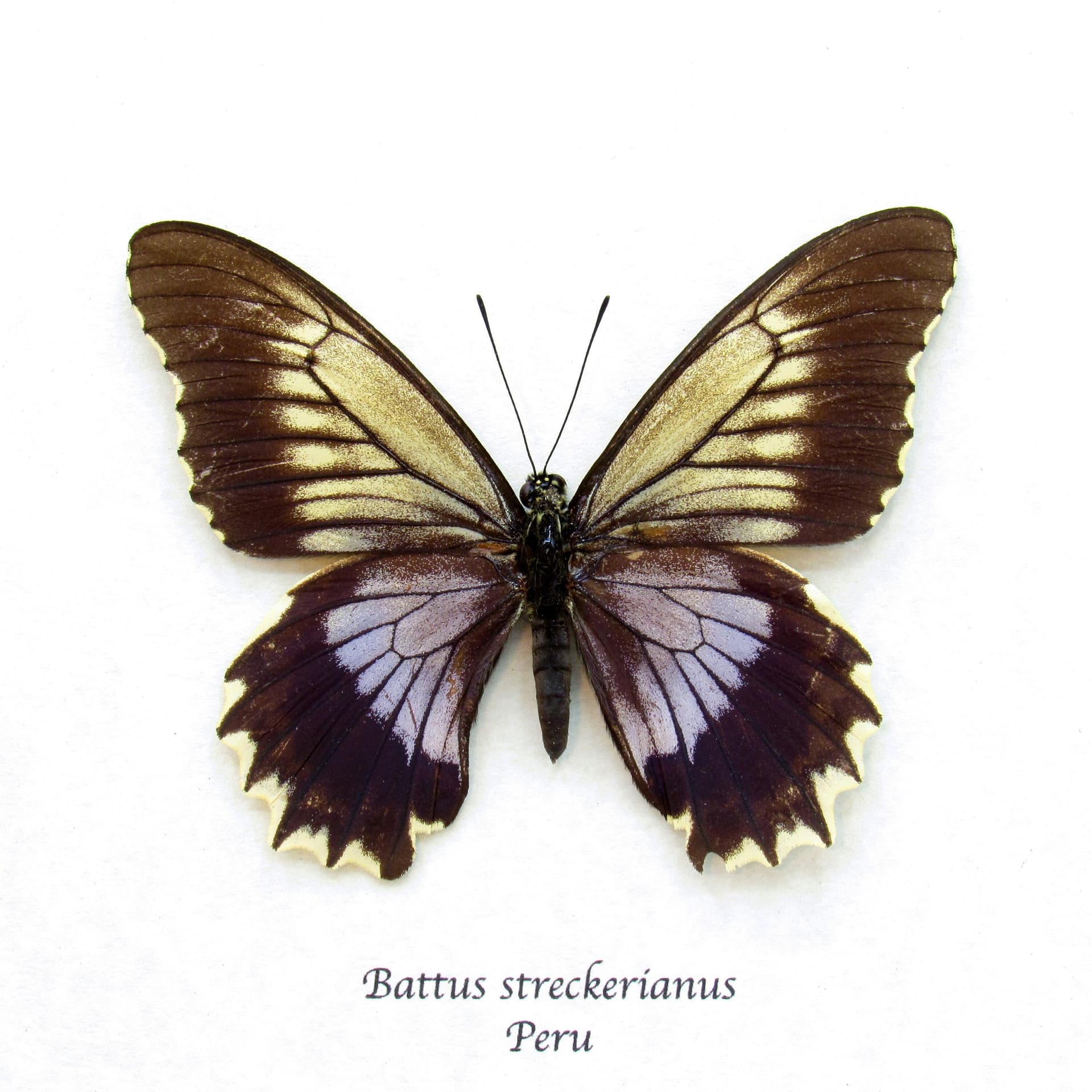 Real Swallowtail butterfly framed taxidermy - Battus streckerianus - female