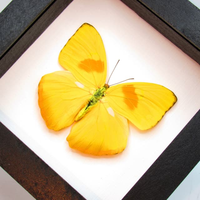 Real yellow butterfly framed taxidermy - Phoebis philea