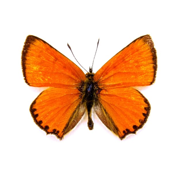 Real iridescent orange butterfly framed taxidermy - Lycaena virgaureae