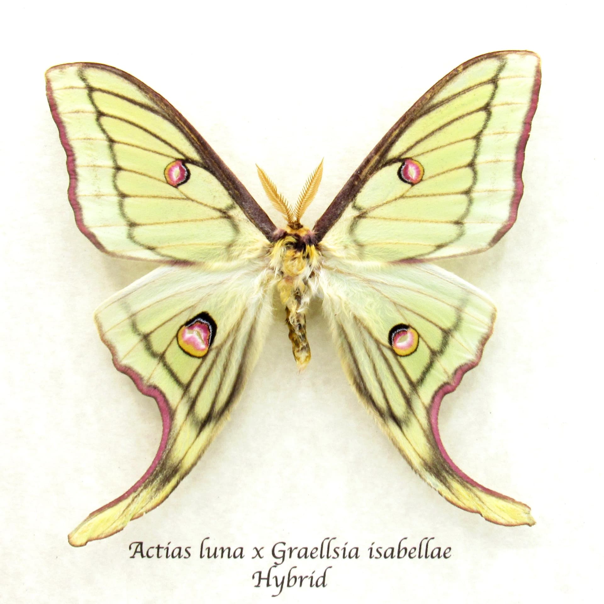 Very rare Hybrid Moon moth framed specimen - Actias luna x Graellsia isabellae