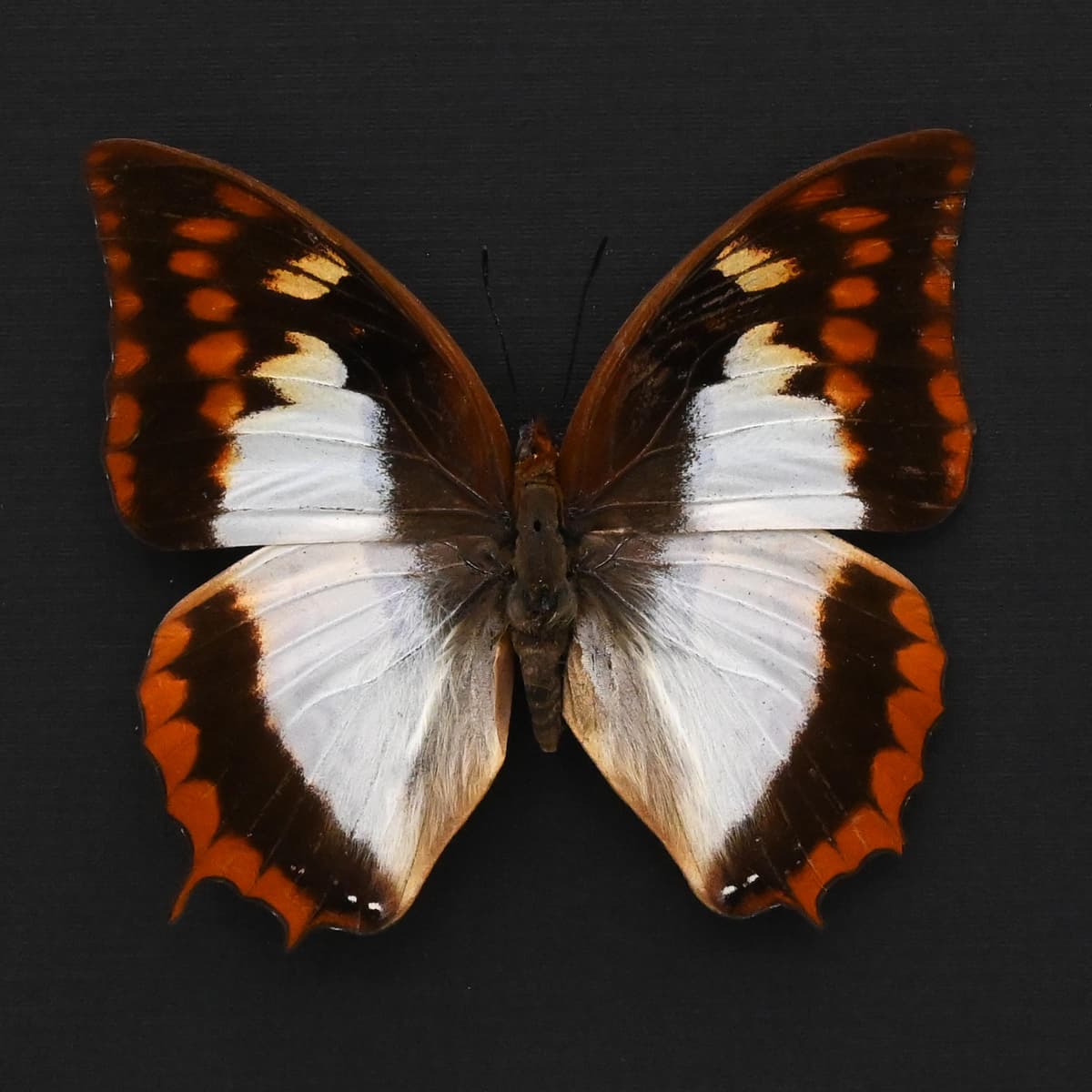 Rare Flame Bordered Charaxes butterfly framed taxidermy - Charaxes protoclea azota - female