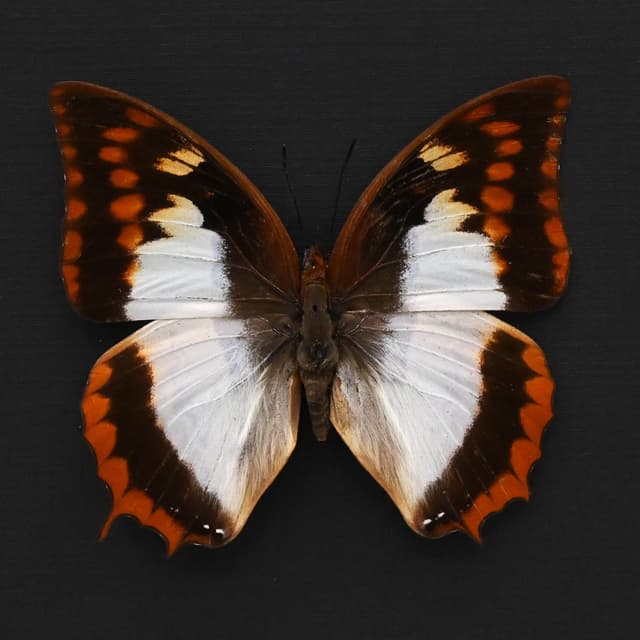 Rare Flame Bordered Charaxes butterfly framed taxidermy - Charaxes protoclea azota - female
