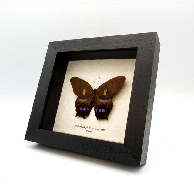 Rare Brown Morpho butterfly framed taxidermy - Antirrhea philaretes avernus