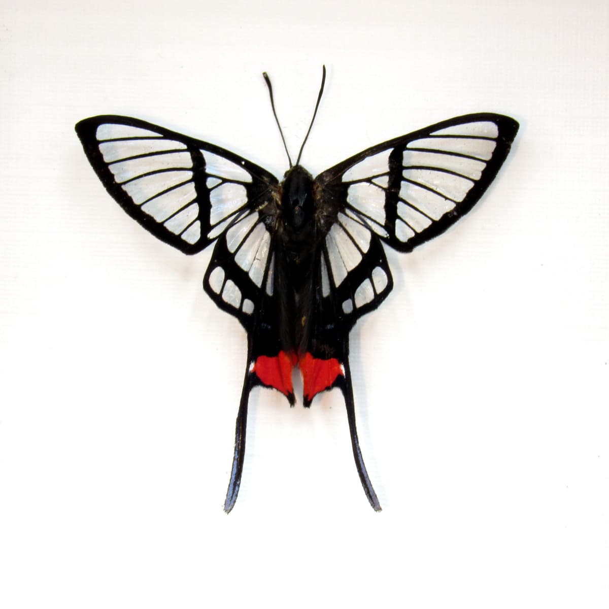 Rare Clearwing butterfly framed taxidermy - Chorinea octauius - Victorian mount