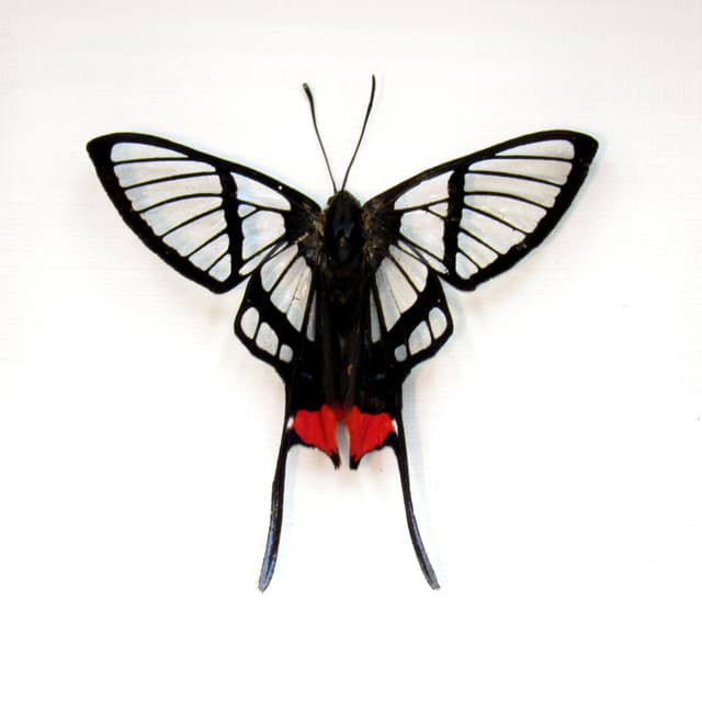 Rare Clearwing butterfly framed taxidermy - Chorinea octauius - Victorian mount