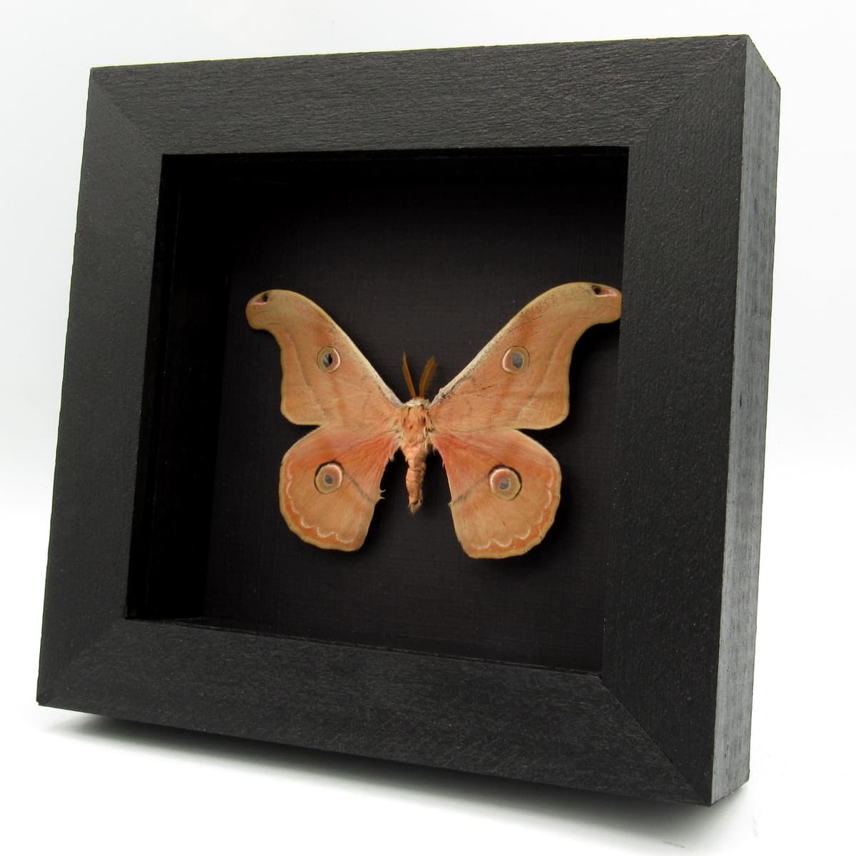 Rare Mexican Silk moth framed taxidermy - Copaxa parvohidalgensis
