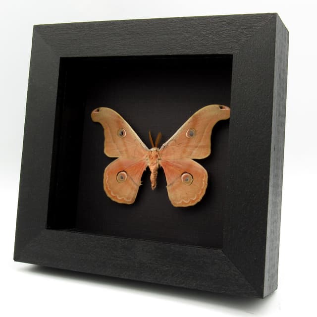 Rare Mexican Silk moth framed taxidermy - Copaxa parvohidalgensis