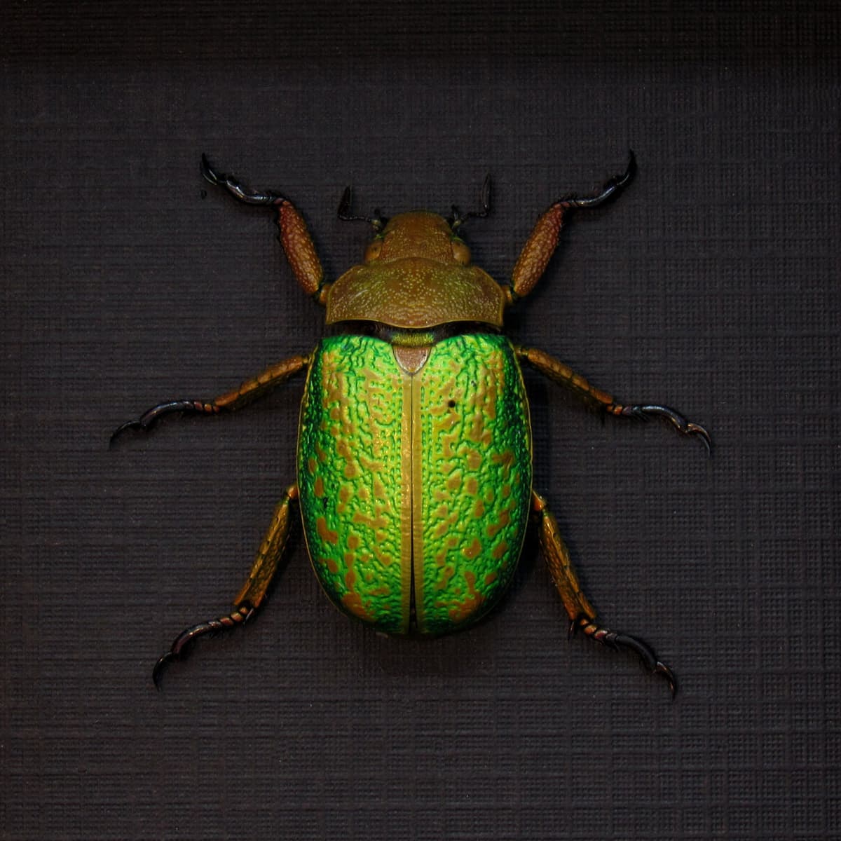 Large Jewel Scarab beetle framed taxidermy - Chrysina victorina
