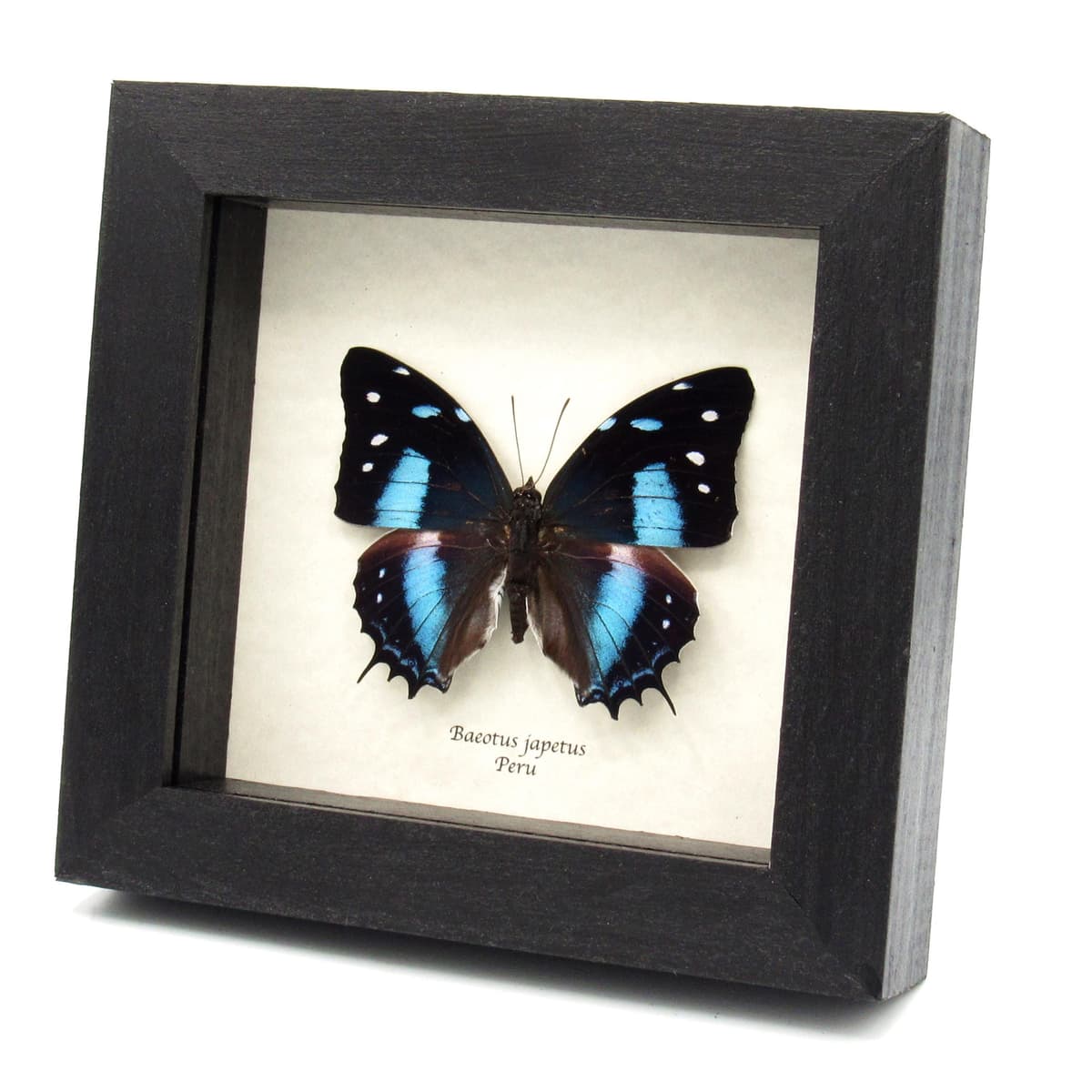 Real blue butterfly framed taxidermy - Baeotus japetus