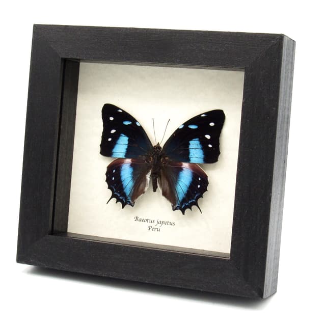 Real blue butterfly framed taxidermy - Baeotus japetus