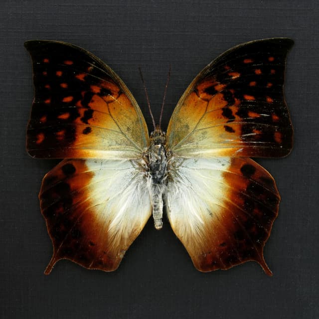 Rare Pointed Pearl butterfly framed taxidermy - Charaxes acuminatus