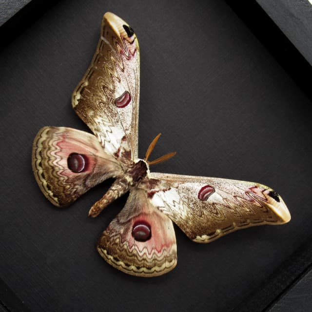 Real Giant pink Saturn moth framed taxidermy - Saturnia lesoudieri