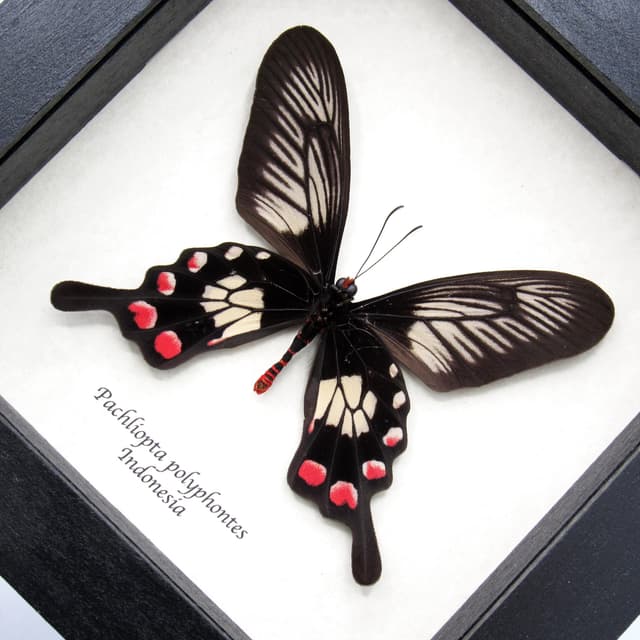 Real red swallowtail framed taxidermy - Pachliopta polyphontes