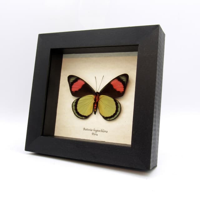 Real Pink Painted Beauty butterfly framed taxidermy - Batesia hypochlora