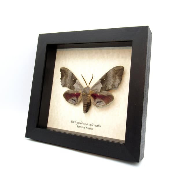 Real Western Big Poplar Sphinx framed taxidermy - Pachysphinx occidentalis