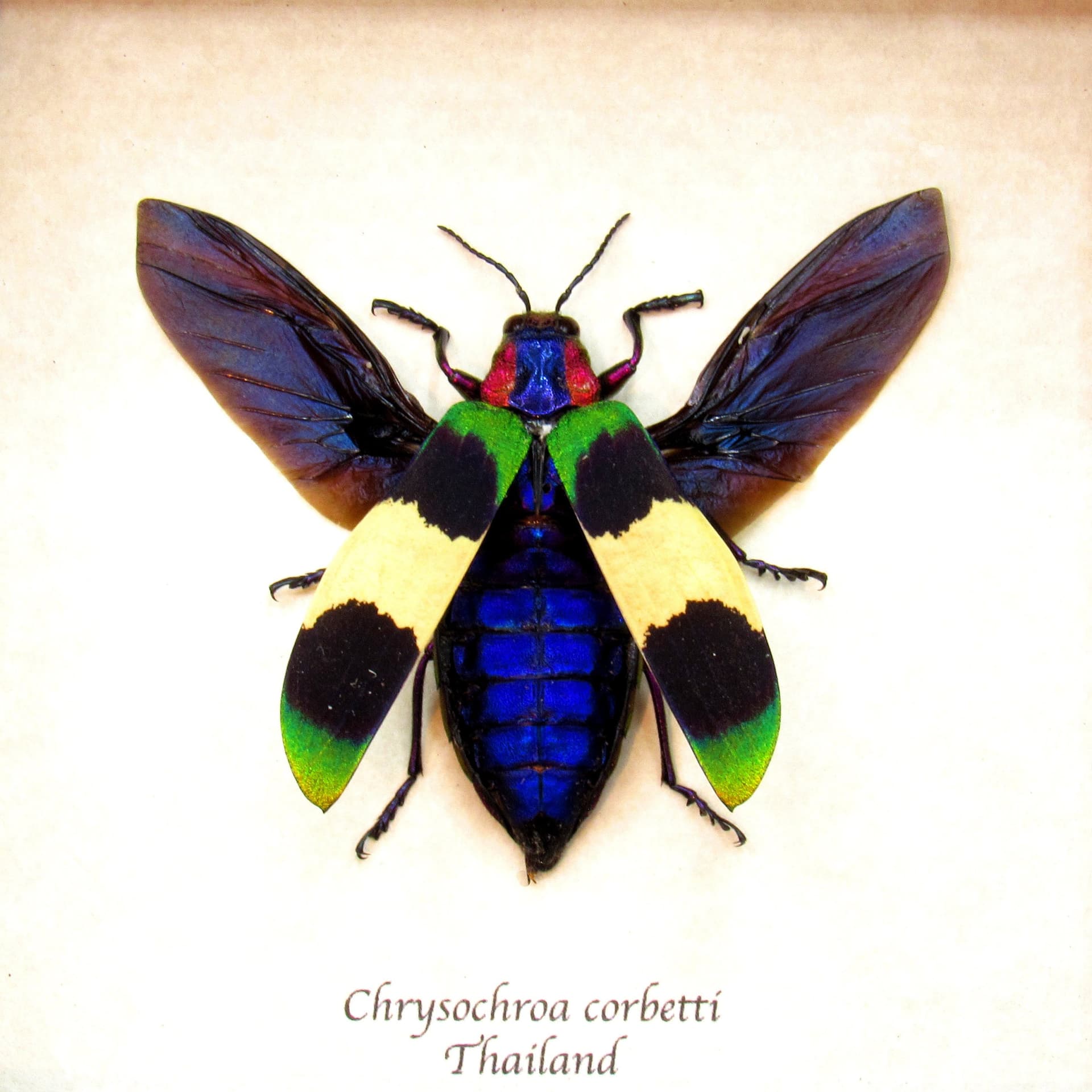 Rare glittering Jewel beetle framed taxidermy - Chrysochroa corbetti