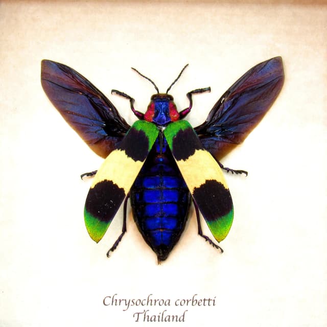 Rare glittering Jewel beetle framed taxidermy - Chrysochroa corbetti