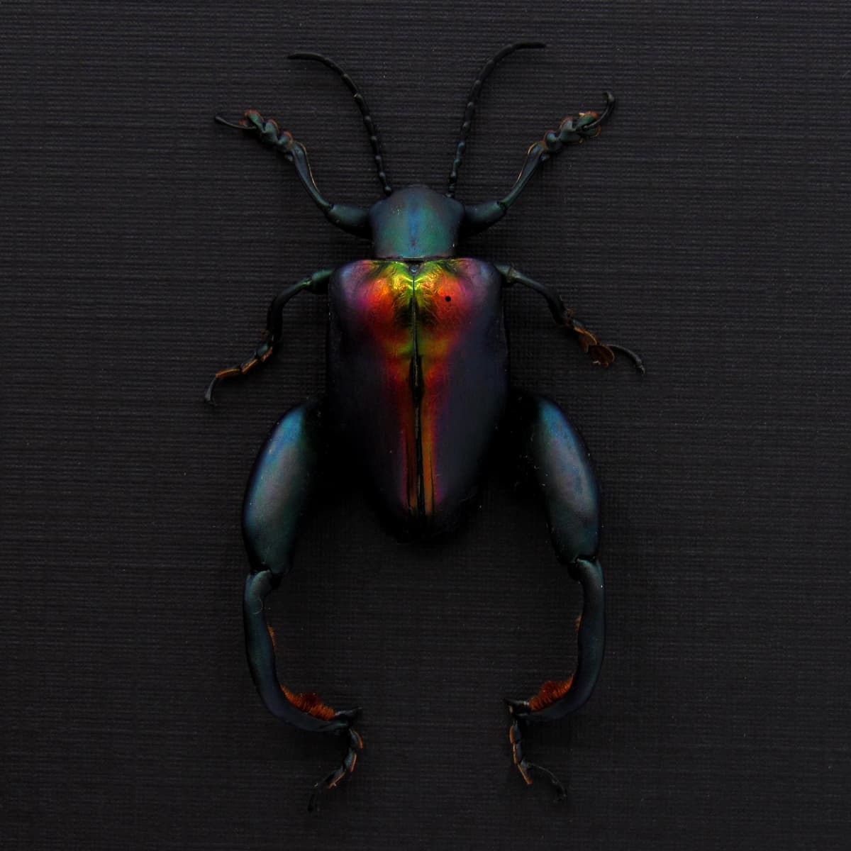 Real XL Rainbow Frog-Legged Leaf beetle framed taxidermy - Sagra buqueti