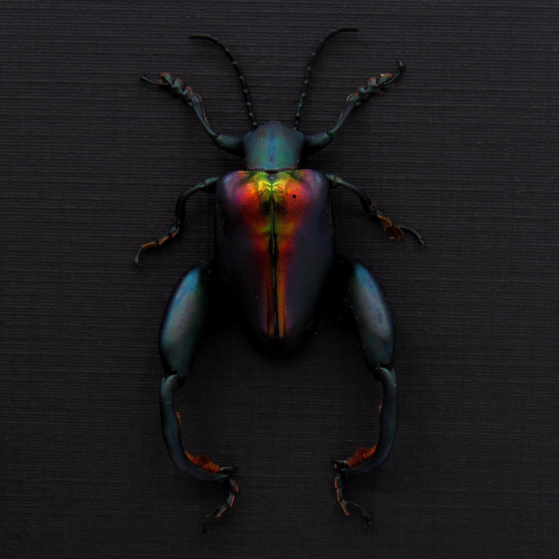 Real XL Rainbow Frog-Legged Leaf beetle framed taxidermy - Sagra buqueti