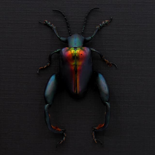 Real XL Rainbow Frog-Legged Leaf beetle framed taxidermy - Sagra buqueti