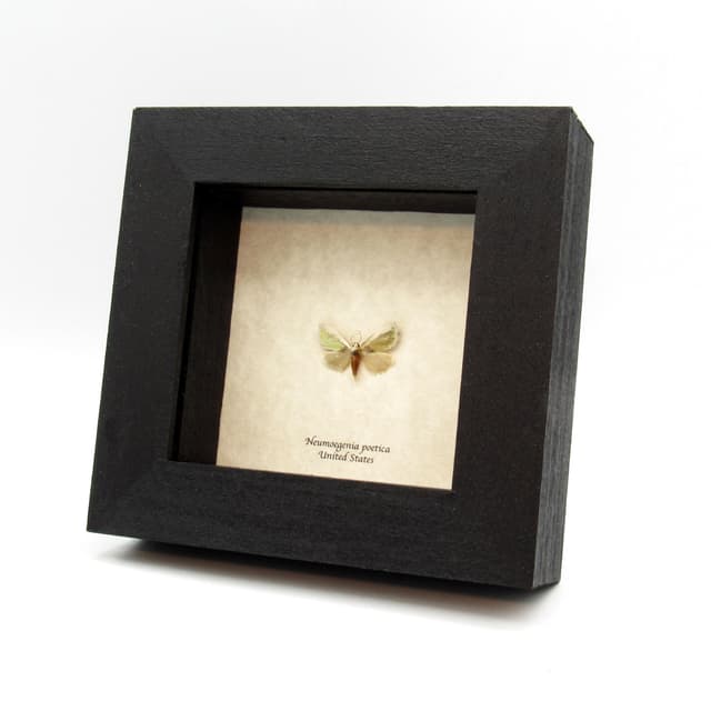 Tiny rare metallic gold Poetry moth framed taxidermy - Neumoegenia poetica