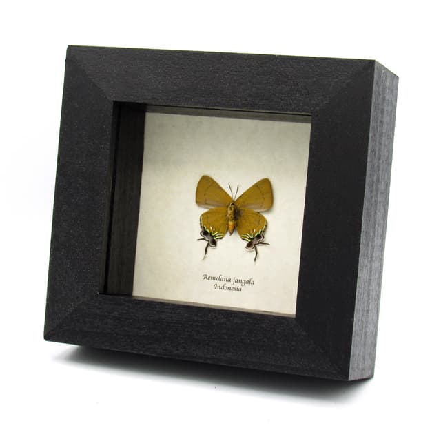 Real Chocolate Royal Hairstreak butterfly framed taxidermy - Remelana jangala - female