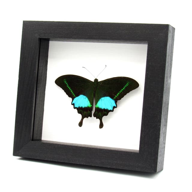 Real Paris Peacock butterfly framed taxidermy - Papilio paris - Victorian mount
