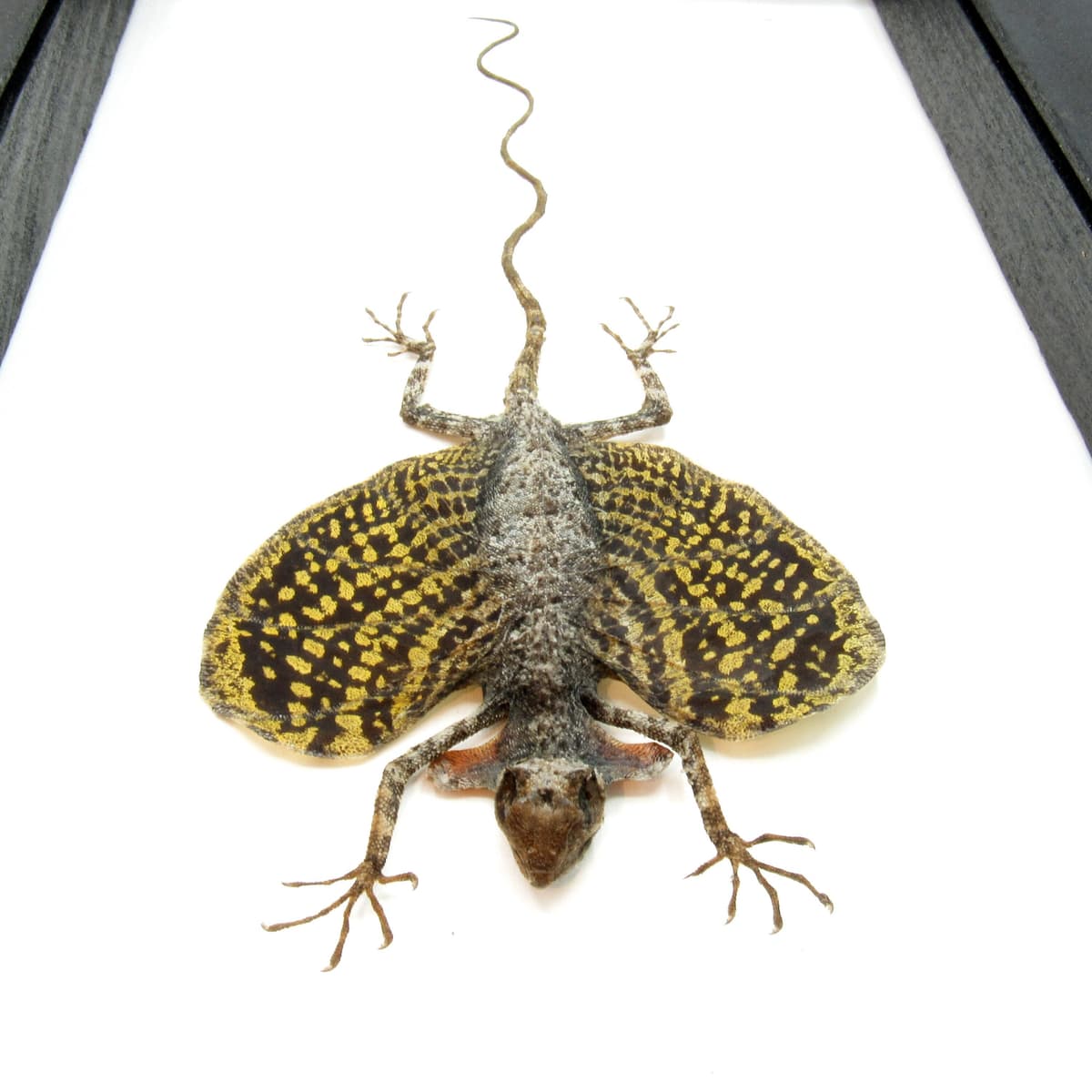Real Flying Dragon lizard framed taxidermy - Draco volans volans
