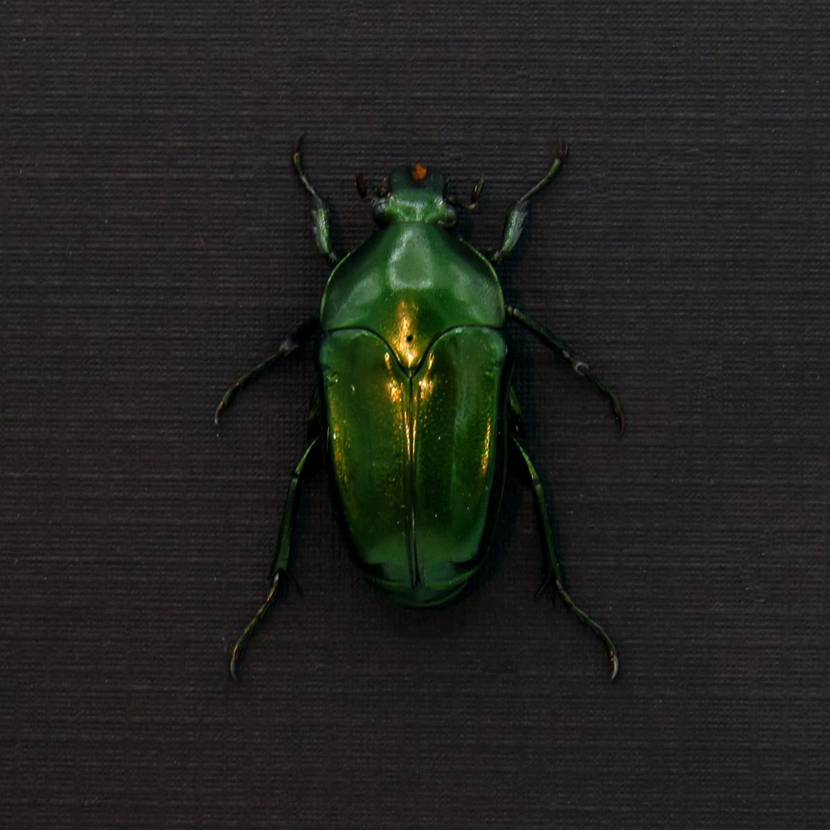Real metallic green beetle framed taxidermy - Ischiopsopha ceramensis