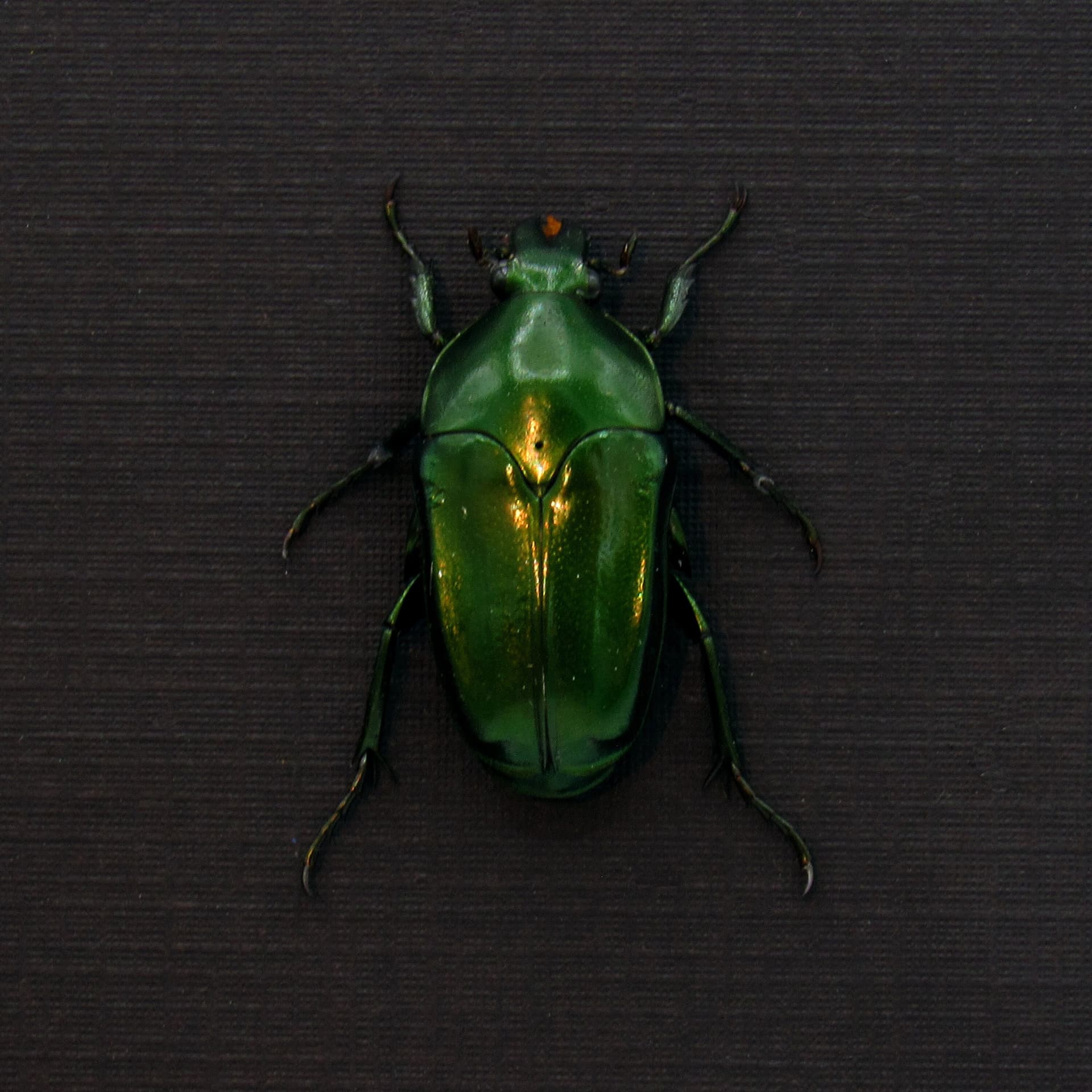 Real metallic green beetle framed taxidermy - Ischiopsopha ceramensis