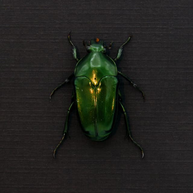 Real metallic green beetle framed taxidermy - Ischiopsopha ceramensis