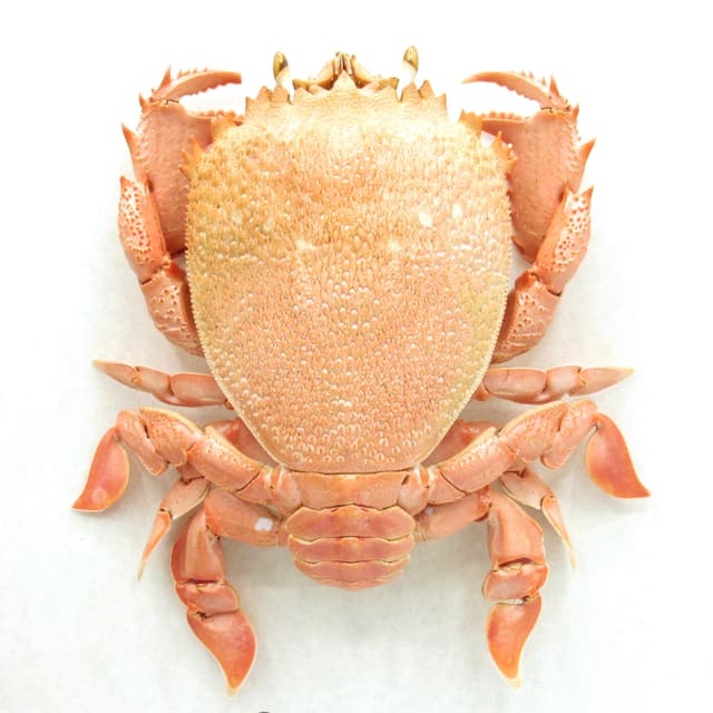Real Red Frog Spanner Crab framed taxidermy - Ranina ranina