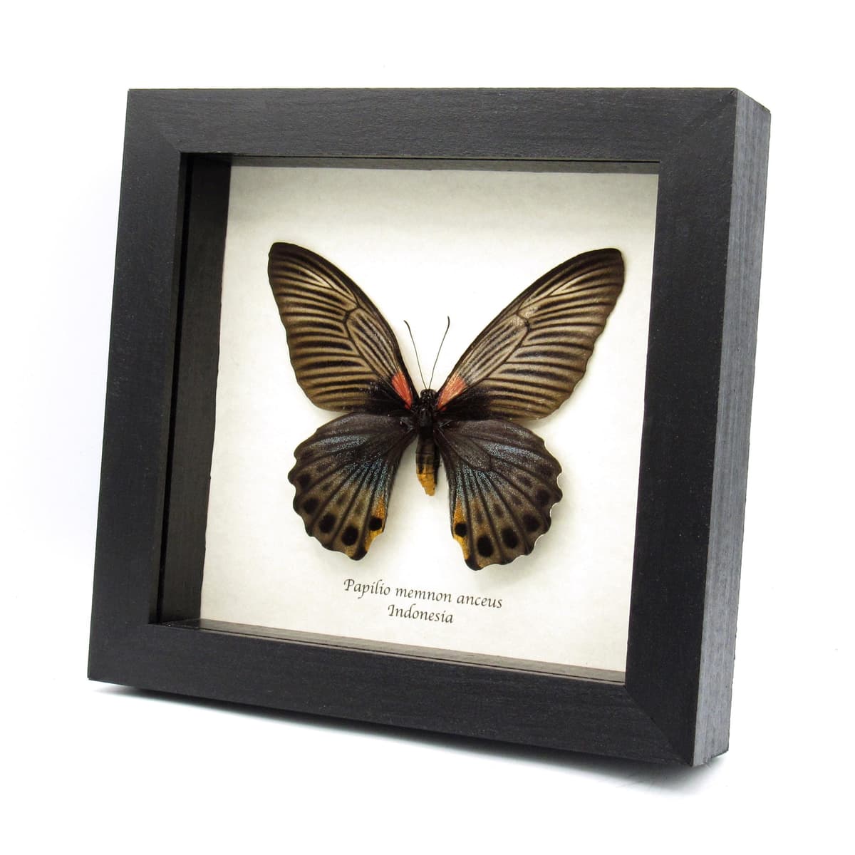 Real Great Mormon butterfly framed taxidermy - Papilio memnon anceus- female