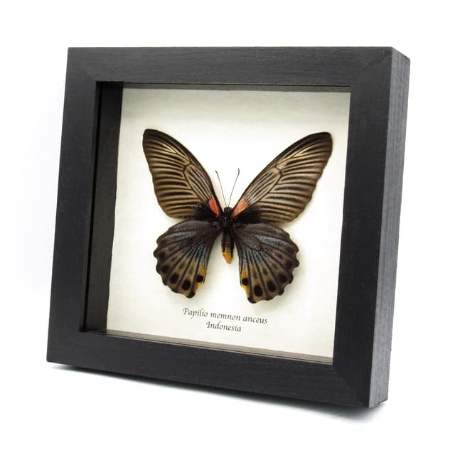 Real Great Mormon butterfly framed taxidermy - Papilio memnon anceus- female