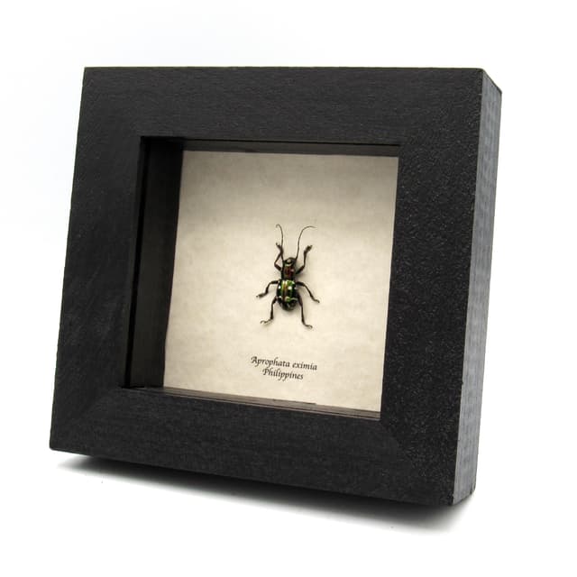 Real Longhorn beetle framed specimen - Aprophata eximia