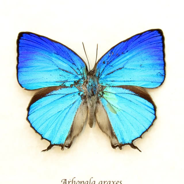 Real iridescent blue Hairstreak butterfly framed taxidermy - Arhopala araxes