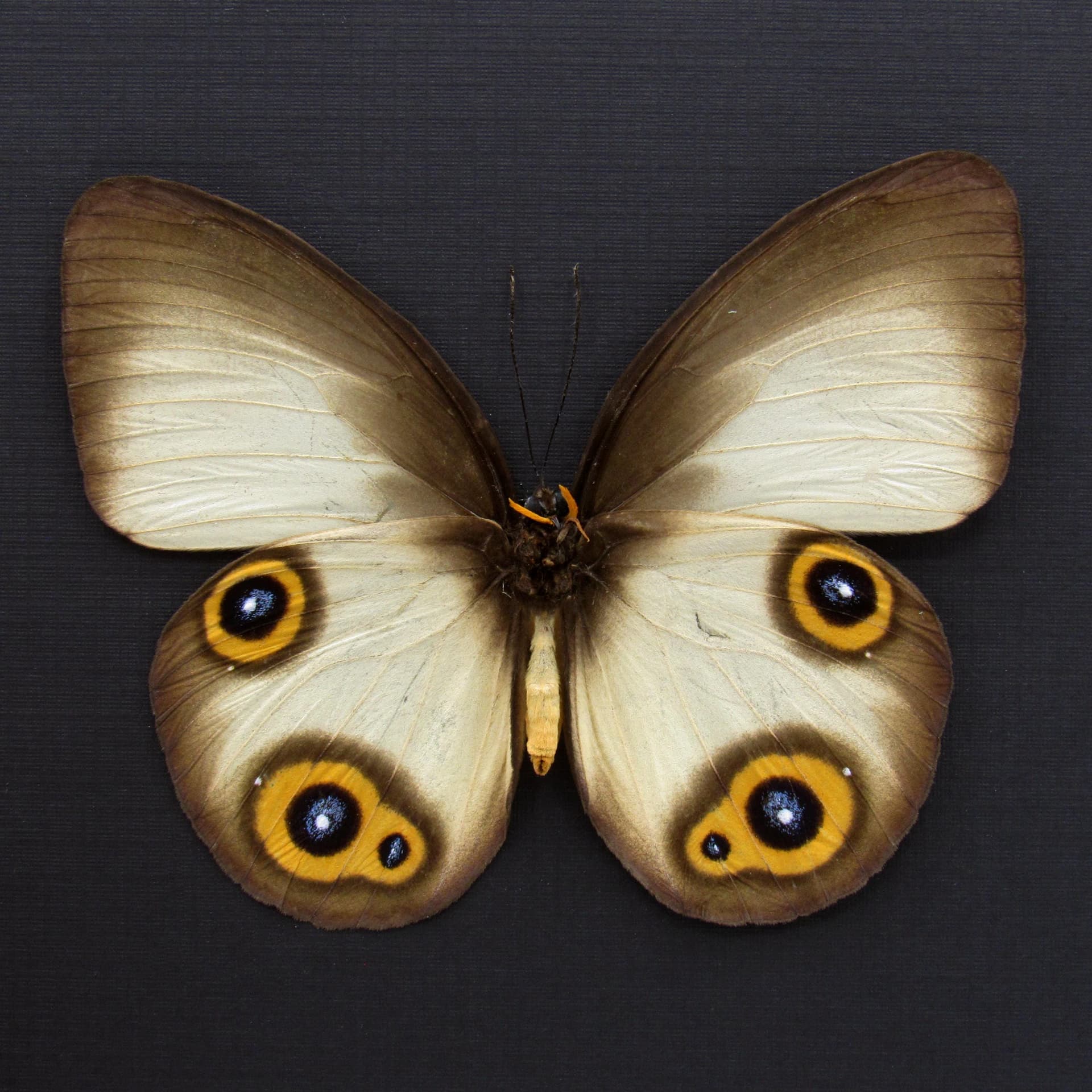 Large Diana Owl butterfly framed specimen - Taenaris diana leto - female