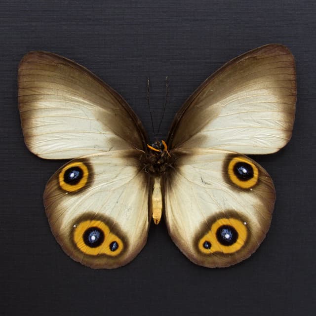 Large Diana Owl butterfly framed specimen - Taenaris diana leto - female